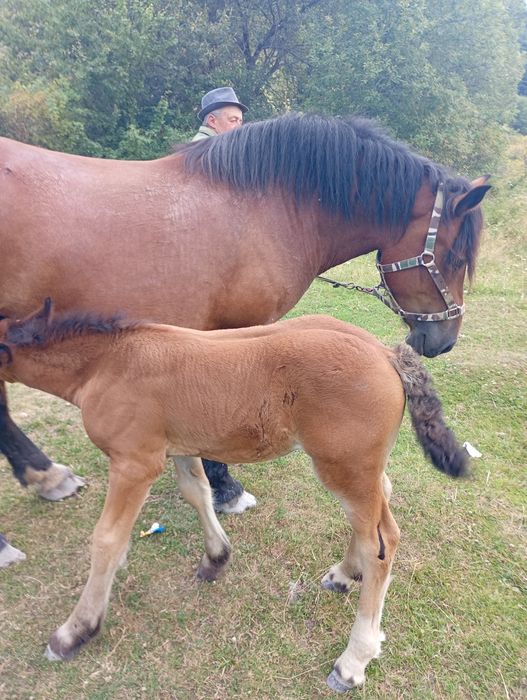 Iapă de vanzare de 3 ani cu mânz de 3 saptamani