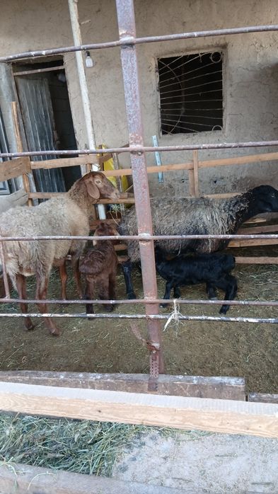 3ta ona bola quylar sotiladi