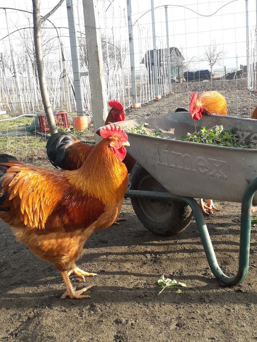 Vând ouă de găină pentru incubație rasa NEW    HAMSHIRE