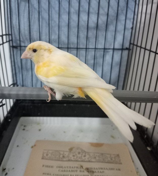 Kanareka moda sotladi