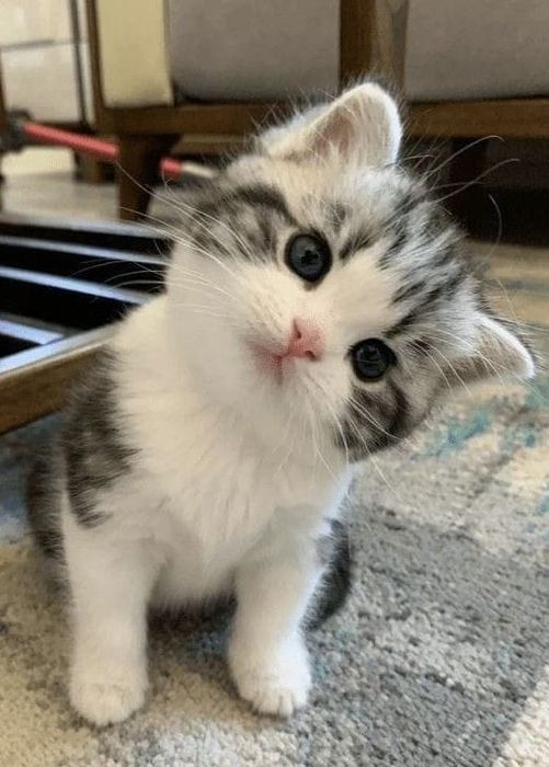 British Silver tabby