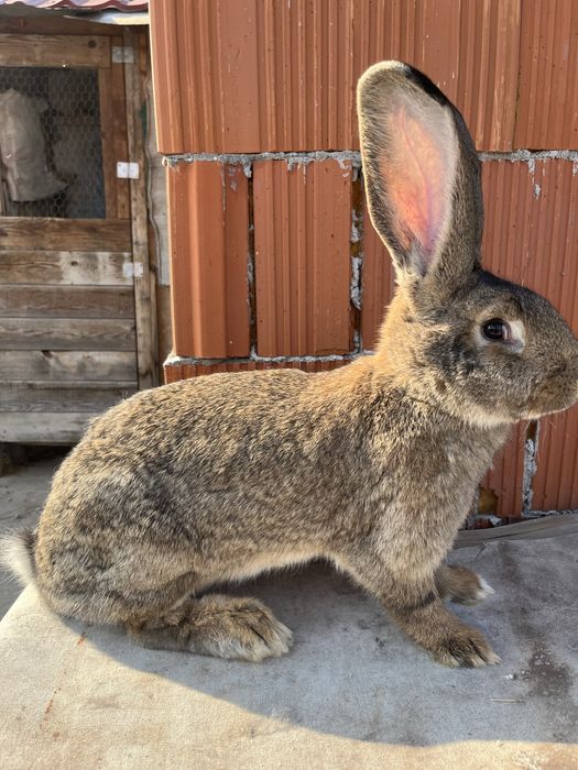 Femela urias german gri