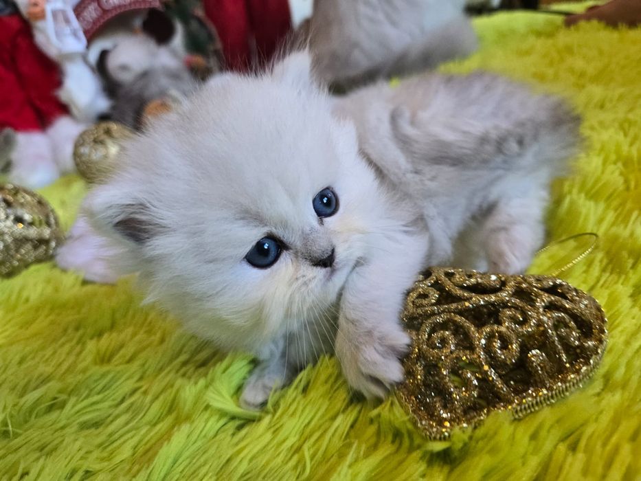 Британски дългокосмести котенца