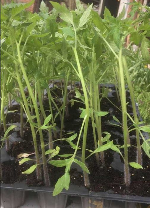 Разсад в табли - домат, краставица, пипер