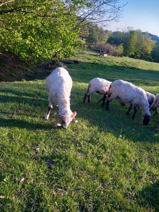 Vând 2 berbeci buni de prăsilă