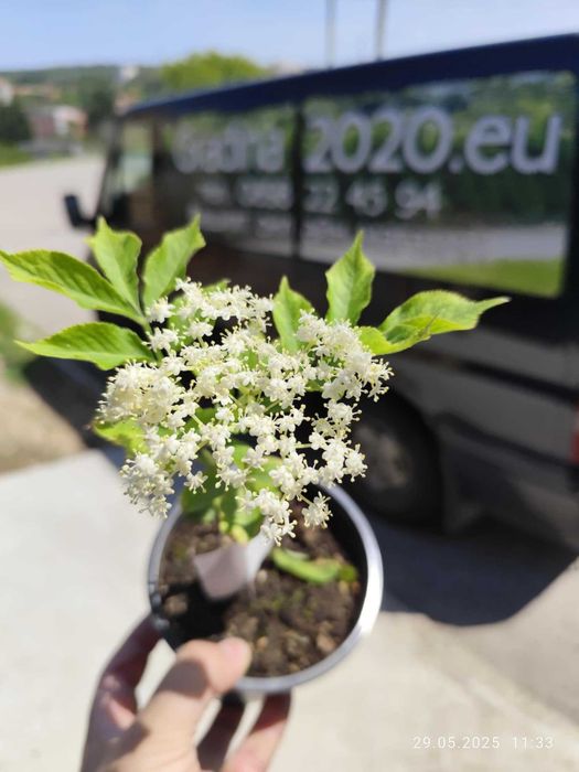 Бъз - Бял   Разсад