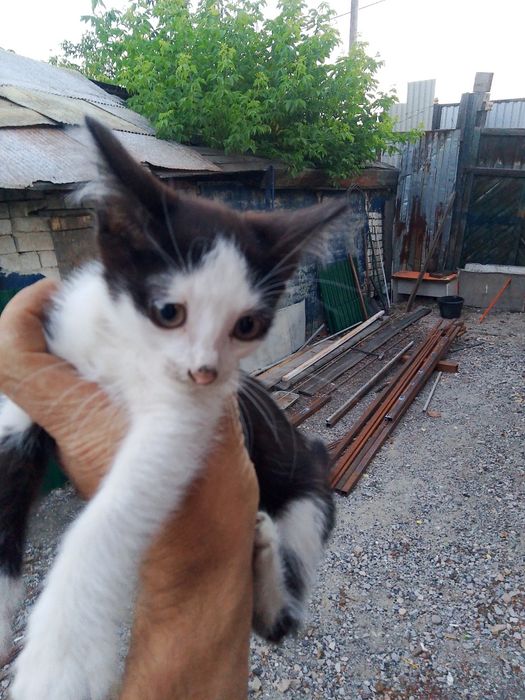 Отдам котят бесплатно