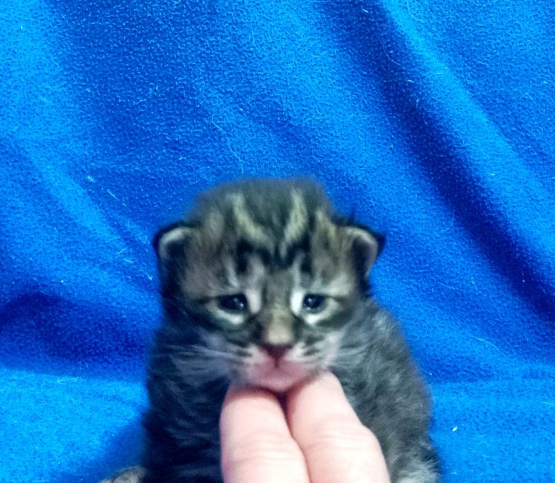 Котята Мейн Кун ( питомник)
