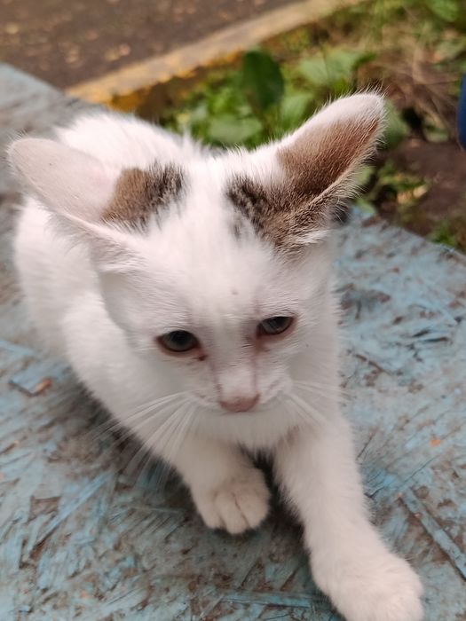 отдам красивых котят