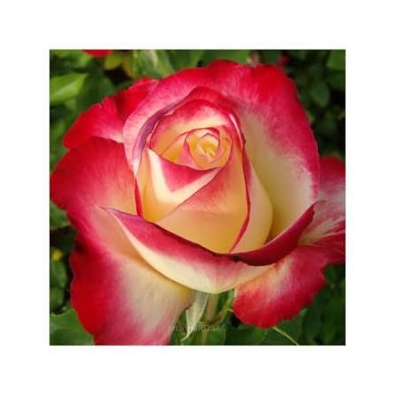 Trandafiri de tip tufa parfumati