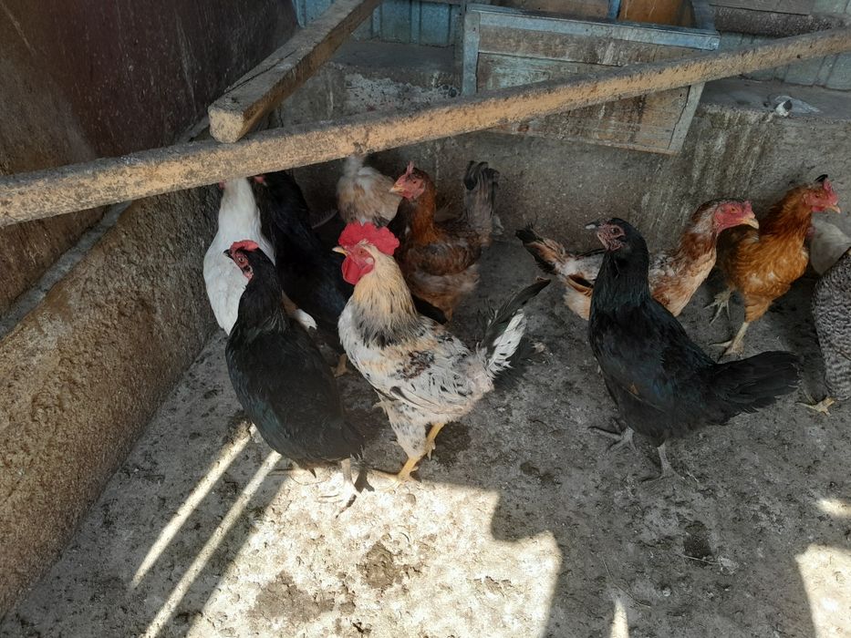 Продам домашний куры