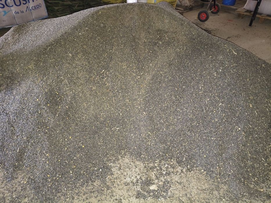 Floarea soarelui și porumb  2025