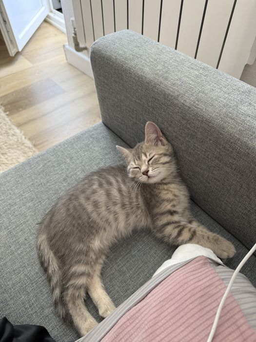 Британский котёнок ищет новый дом.