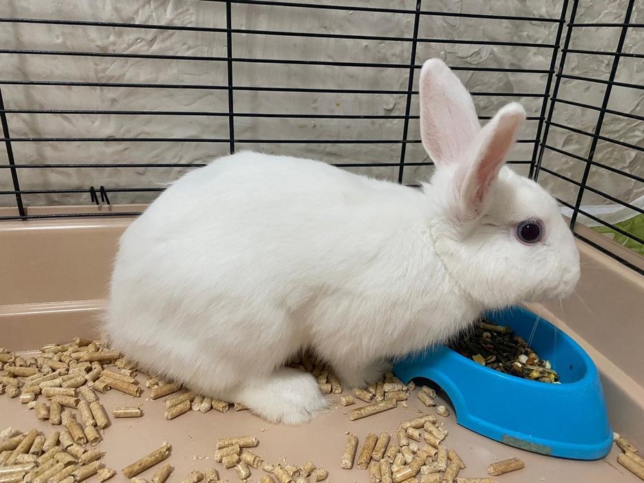 Кролик,белый,пушистый