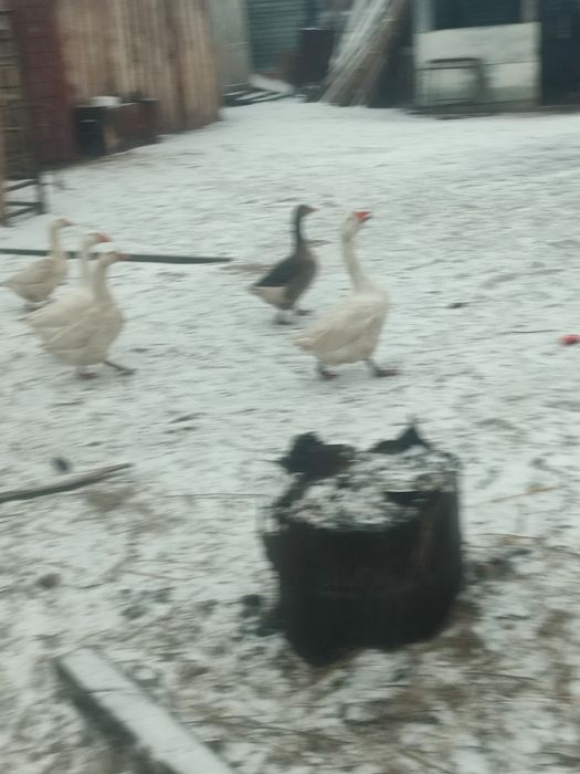 Срочно продам семью гусей