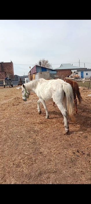 Продам    кобылу