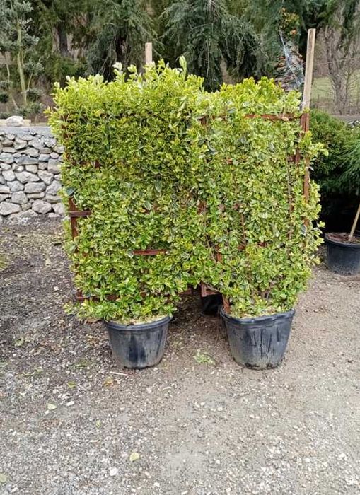 Plante Ornamentale