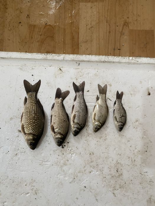 Живец балык бар колге салса болад