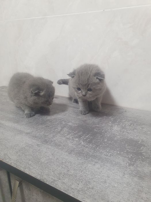 Котёнок британского пароди