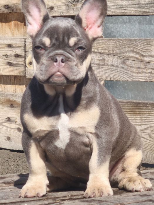 Шикарная девочка