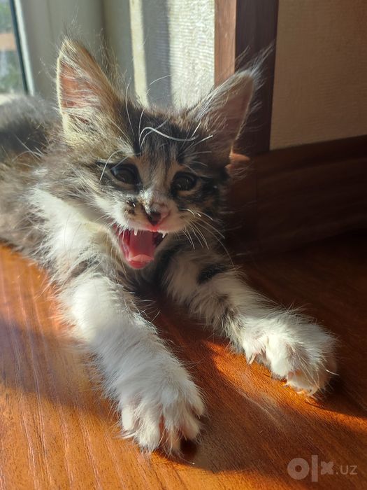 котята в самые добрые руки