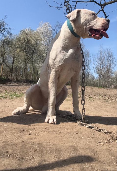 Mascul Dogo argentino 3 ani