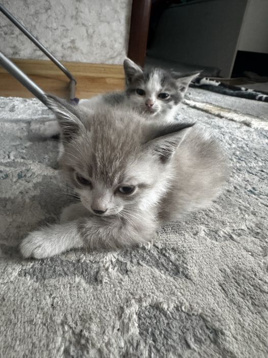 Отдам Котят-Милашек