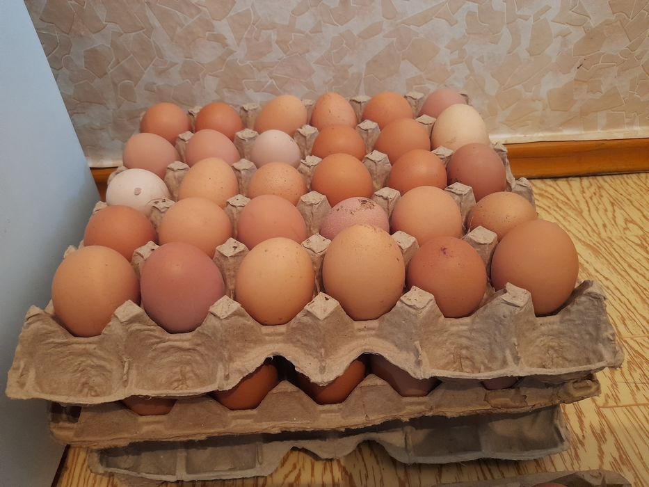 Продам домашние яйца!