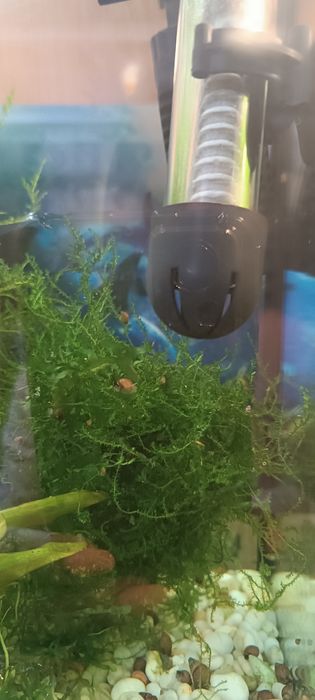 Водоросли для аквариума