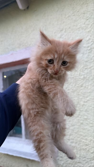 Отдам котенка в добрые руки
