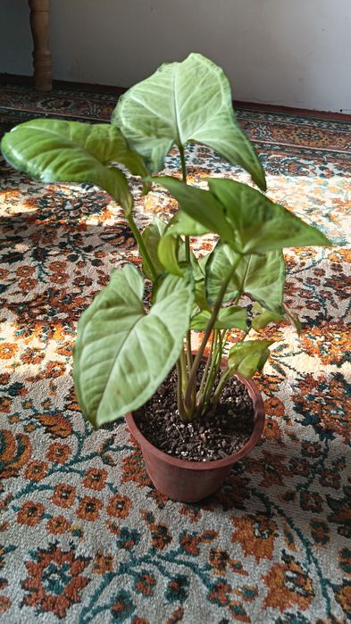 Красивая Сингуниум