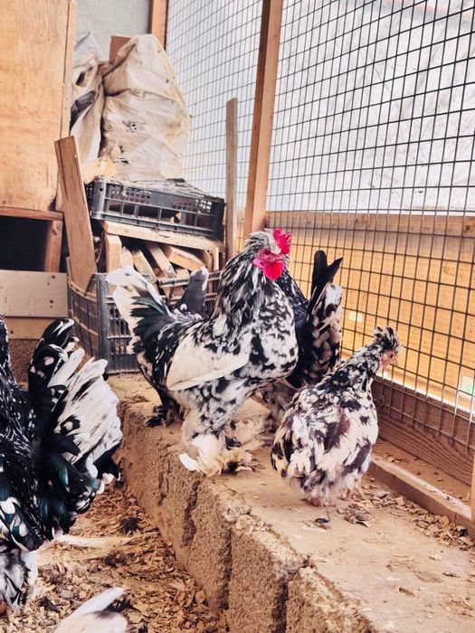 Yapon xo'rozla sotiladi!