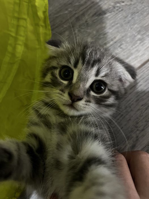 продам шотландских котят