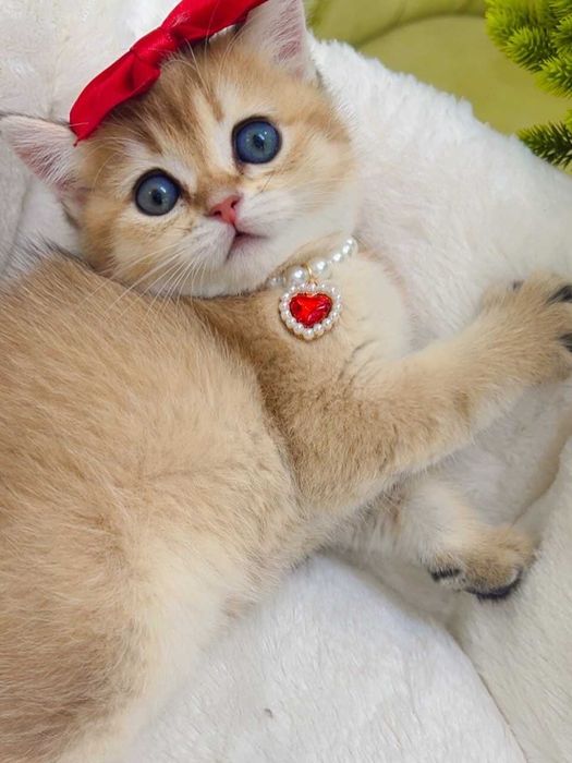 Породистые котята с идеальной родословной