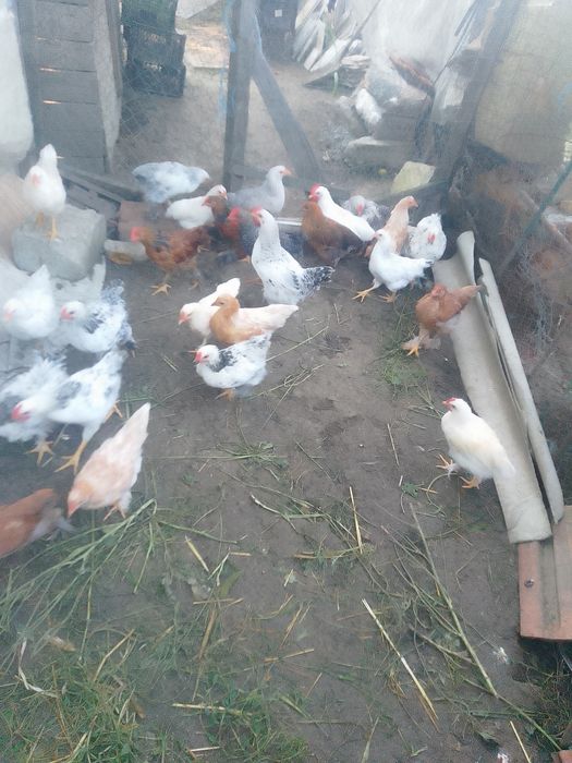 Pui de țară și cocos