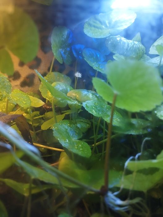 Флорариум с крабом