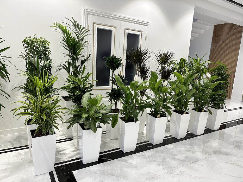 Распродажа! Растение + горшок gul + tuvak для офиса