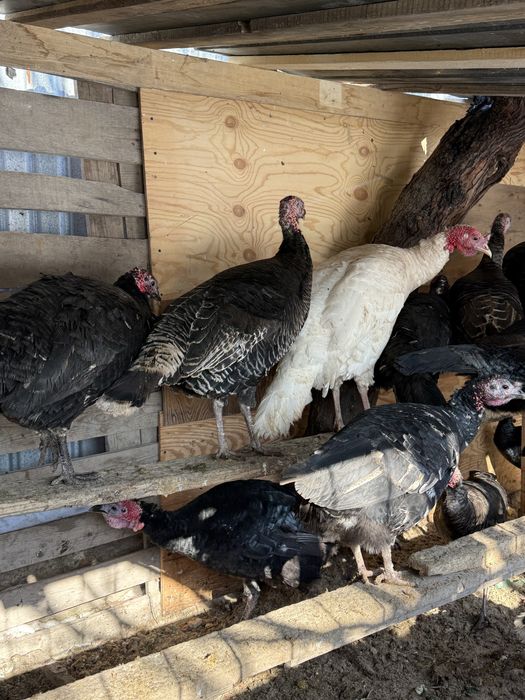 И индюк сатылады