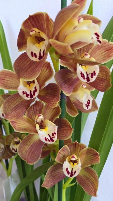 Орхидея Цимбидиум