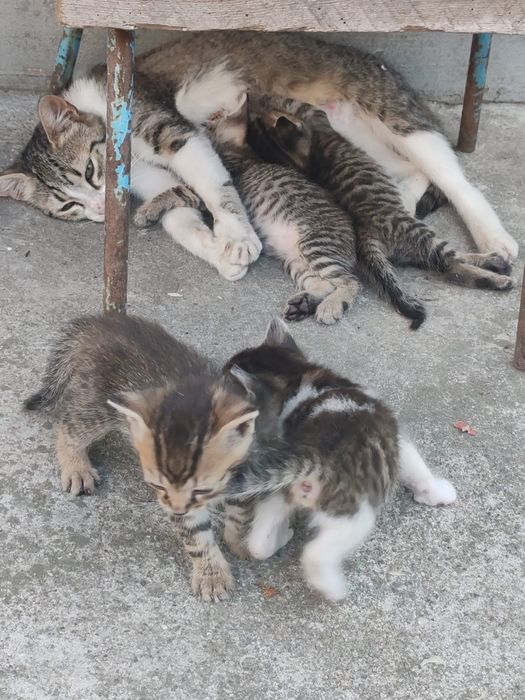 Donez pui de pisica de 2 luni