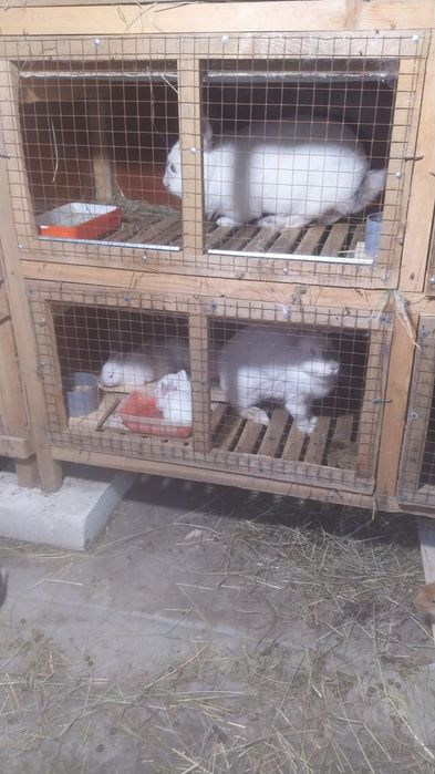 Продам молодых племенных кроликов!!!