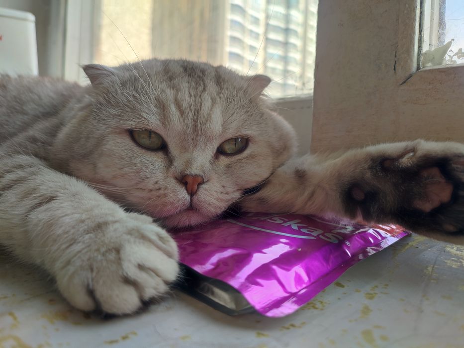 Кот. Вязка. Скоттиш фолд.