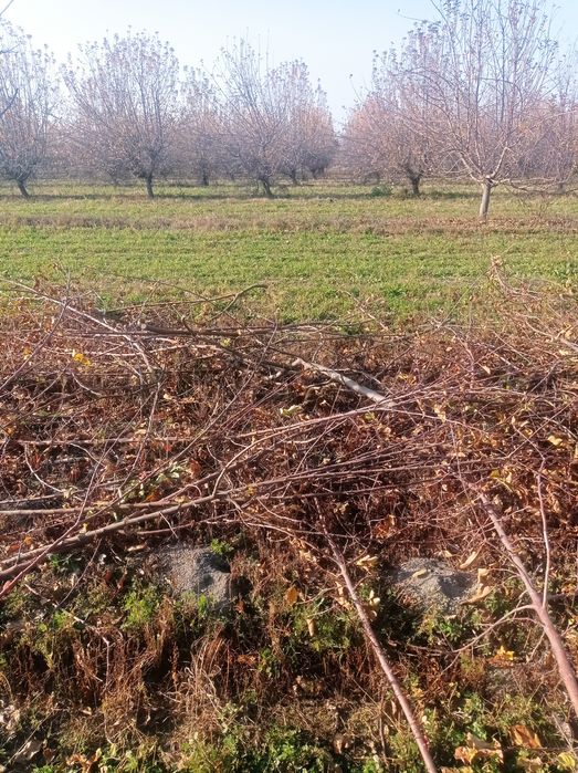 Дрова Утин сотилади богланган бир боги 10 Минг сум