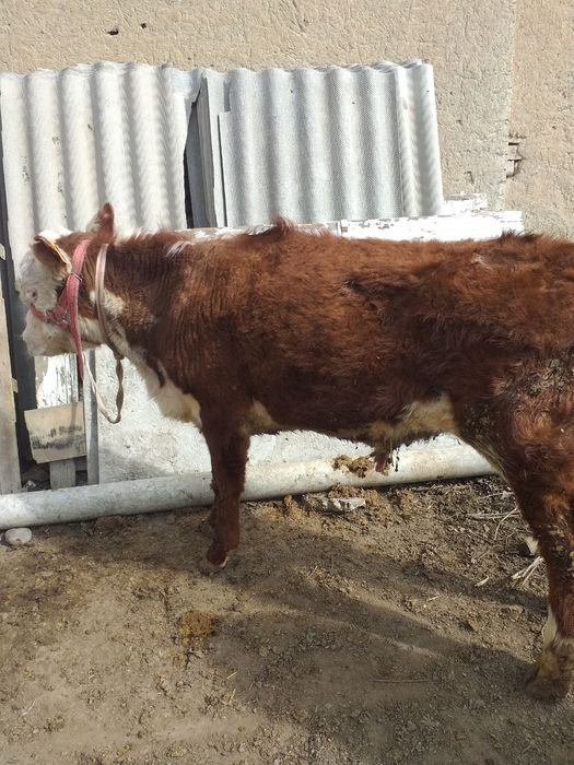 Simmental buqa sotiladi