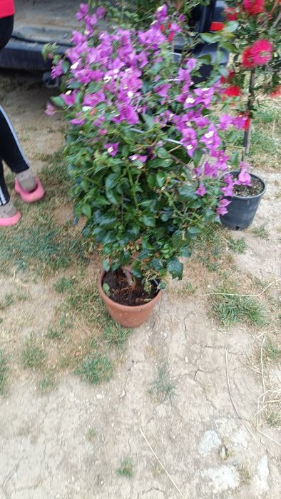 Leylandii chiparoși
