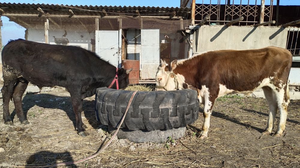 Бычки годовалые.