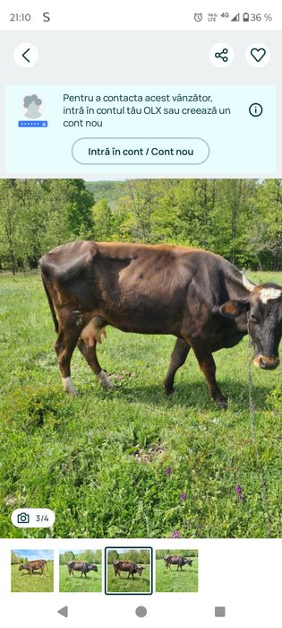 vând vaca prima fatare