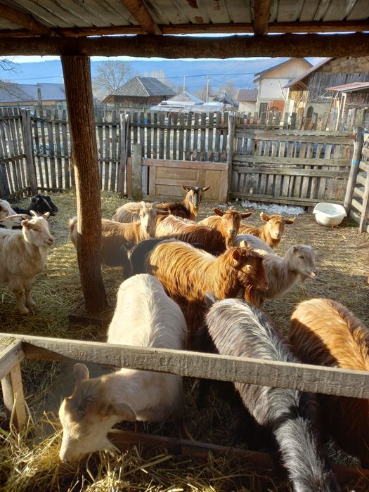 Vind 5 capre gestante tinere 420 lei