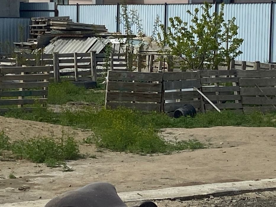 Поддон около 20-25 шт