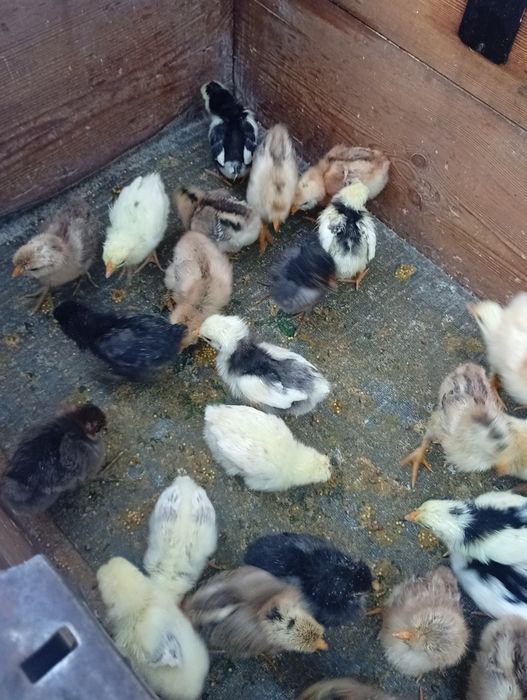 Продам недельных цыплят
